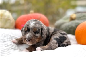 Teesha - Mini Bernedoodle for sale