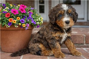 Amiyah - Bernedoodle, Mini for sale