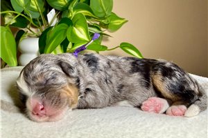 Amelia - puppy for sale