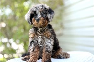 Livvy - Bernedoodle, Mini for sale