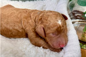 Lester - Bernedoodle, Mini for sale