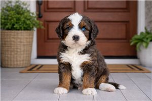 Abraham - Bernedoodle, Mini for sale
