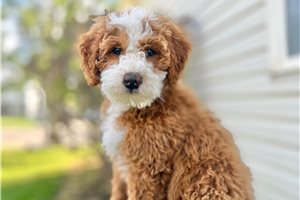 Link - Bernedoodle, Mini for sale