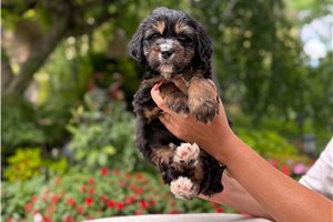 Arrow - Bernedoodle, Mini for sale