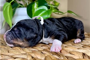 Alexander - puppy for sale