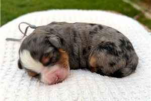 Titus - puppy for sale
