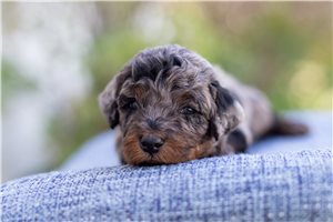 Levi - Bernedoodle, Mini for sale
