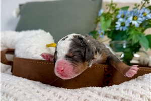 Lenny - Bernedoodle, Mini for sale