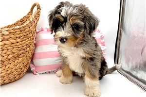 Amelia - Bernedoodle, Mini for sale