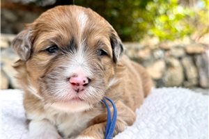 Shiloh - Australian Mountain Doodle for sale