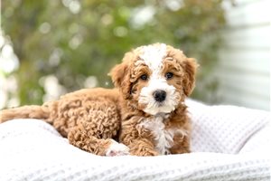 Louie - Bernedoodle, Mini for sale