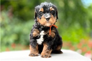 Arthur - Bernedoodle, Mini, placed in Salt Lake City