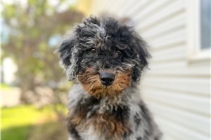 Lenex - Bernedoodle, Mini, placed in Salt Lake City