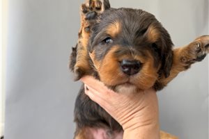 Alamo - Mini Bernedoodle for sale