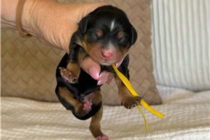 Angelina - Bernedoodle, Mini for sale