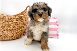Ashton - Bernedoodle, Mini for sale