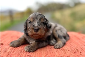 Tucker - Mini Bernedoodle for sale