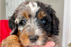 Anastasia - Bernedoodle, Mini for sale