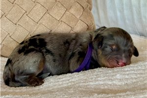 Anna - puppy for sale
