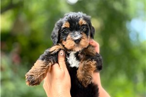 Arthur - Bernedoodle, Mini for sale