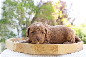 Lester - Bernedoodle, Mini for sale