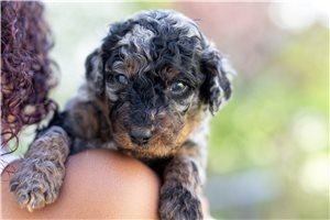 Lenex - Bernedoodle, Mini for sale