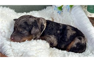 Livvy - Bernedoodle, Mini for sale