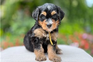 Angelina - Bernedoodle, Mini for sale