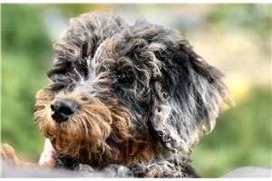 Livvy - Mini Bernedoodle for sale
