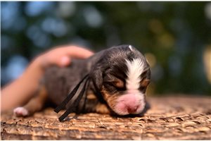 Tristan - puppy for sale