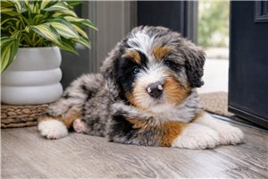 Amelia - Bernedoodle, Mini for sale