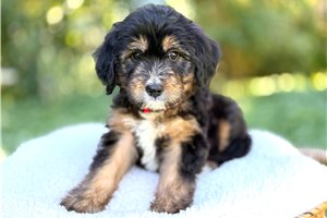 Arrow - Bernedoodle, Mini for sale