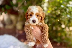 Louie - Bernedoodle, Mini for sale
