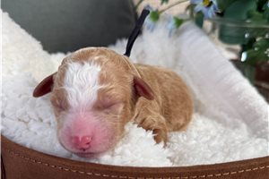 Louie - Bernedoodle, Mini for sale
