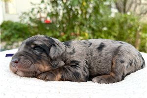 Tanya - Mini Bernedoodle for sale