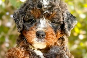 Loopy - Bernedoodle, Mini for sale
