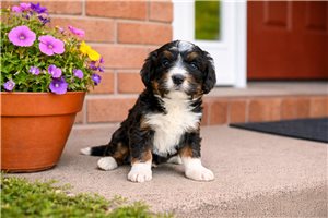 Alexander - Bernedoodle, Mini for sale