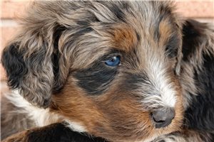 Atticus - Bernedoodle, Mini for sale