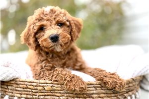 Lester - Bernedoodle, Mini for sale