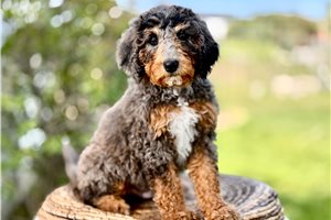 Luca - Bernedoodle, Mini for sale