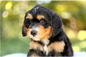 Angelina - Bernedoodle, Mini for sale