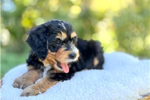Arthur - Mini Bernedoodle for sale