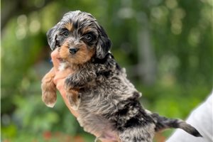 Artie - puppy for sale