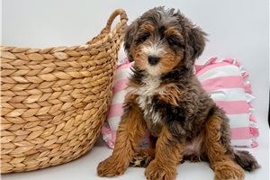 Amiyah - Mini Bernedoodle for sale