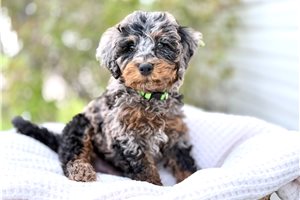 Levi - Bernedoodle, Mini for sale
