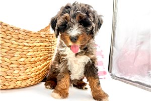 Atticus - puppy for sale