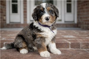 Amelia - Bernedoodle, Mini for sale