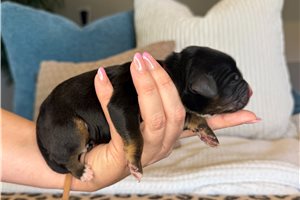 Arrow - puppy for sale