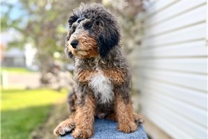 Luca - Bernedoodle, Mini for sale