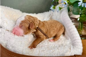 Link - Bernedoodle, Mini for sale